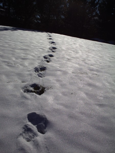 snow prints