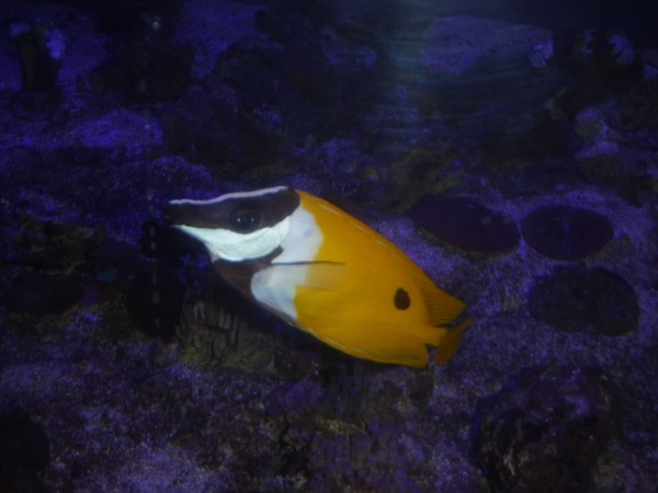 Fish