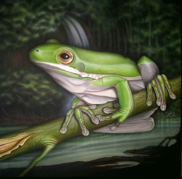 White Lipped Frog