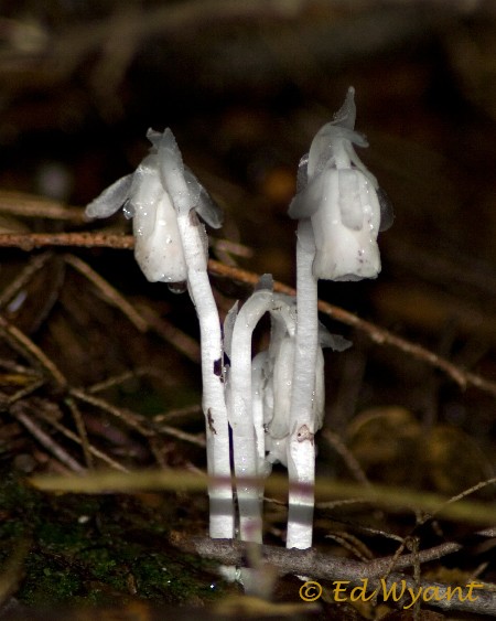 Indian Pipes
