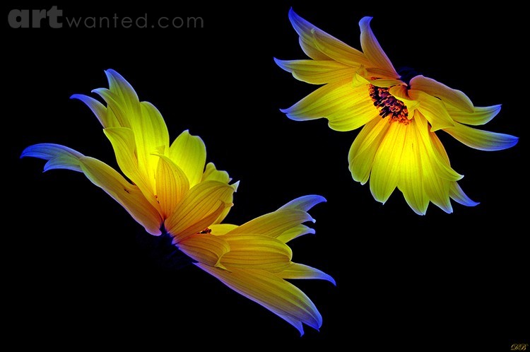 Happy Daisies