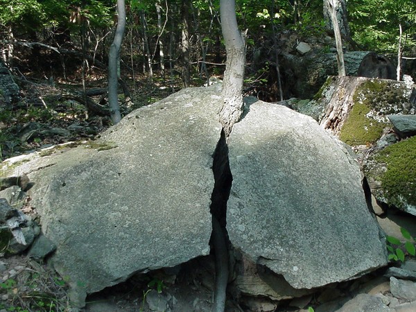 A Tree Grows