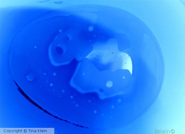 What's in the egg?