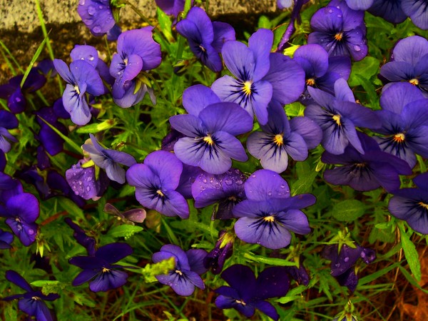 violet blooms