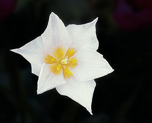 Yellow on White