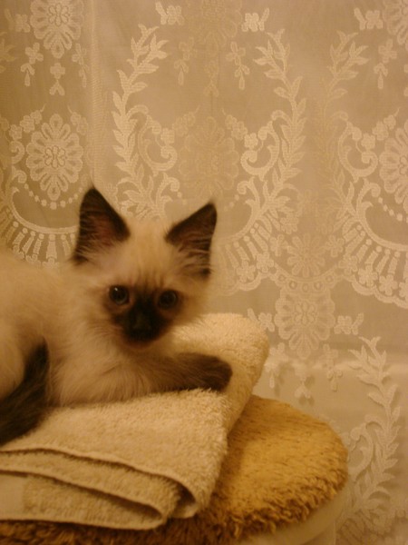 Little Horatio 