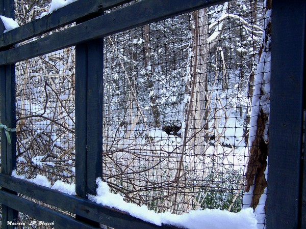 Caged