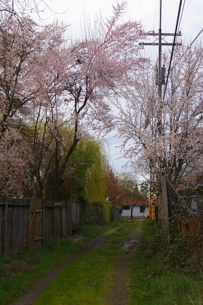 eugene alley