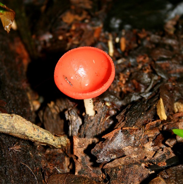 Tea Time for Fairies! A Tiny Coral