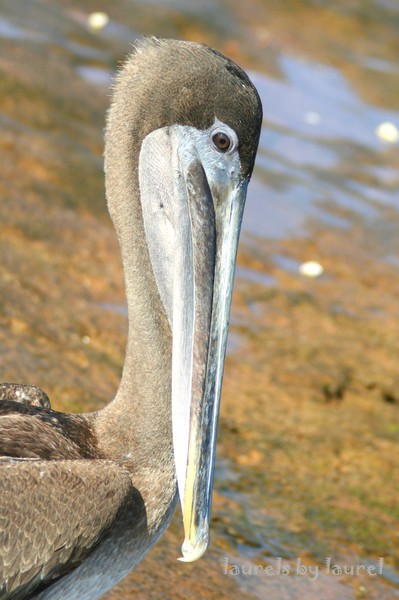 Brown Pelican Up Close