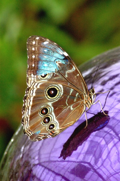 The Butterfly World