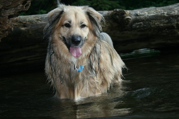 Water pup