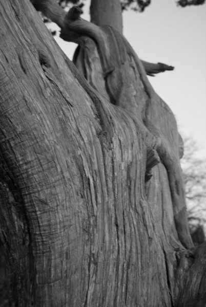 Wrinkles