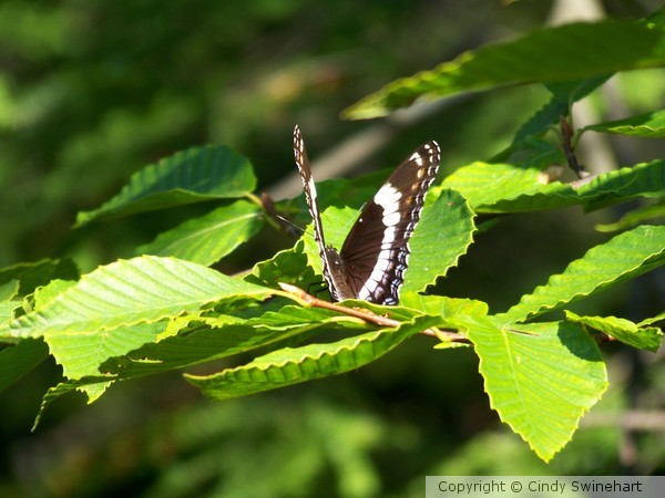butterfly