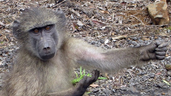 Baboon002 copy
