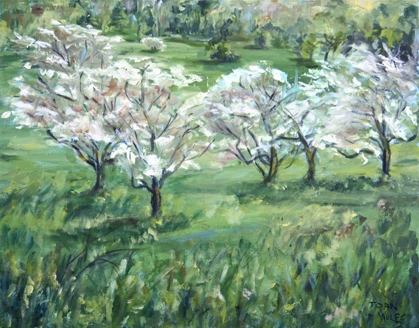 DOGWOOD TREES
