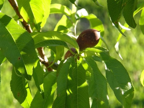 sun & nectarines