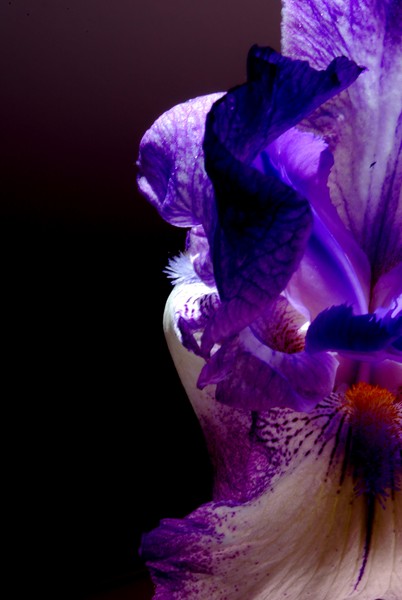 Flower of Paradise