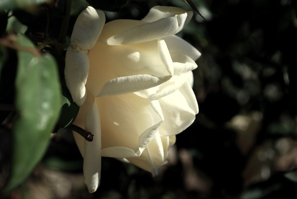 White Dreaming