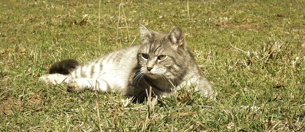 Squirt Cat