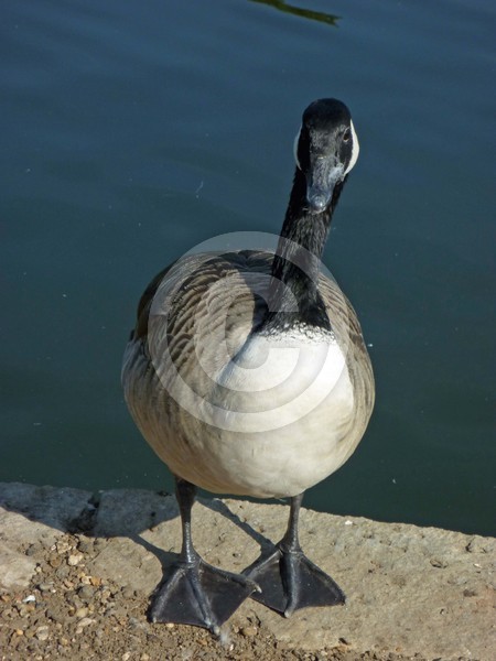 Goose
