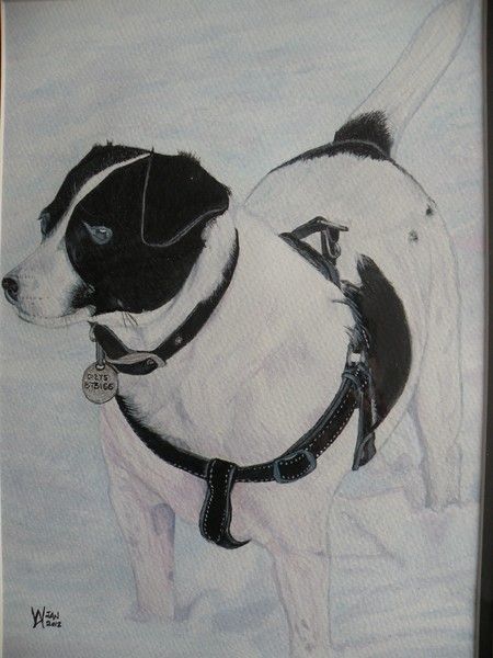 Elsie the Jack Russell