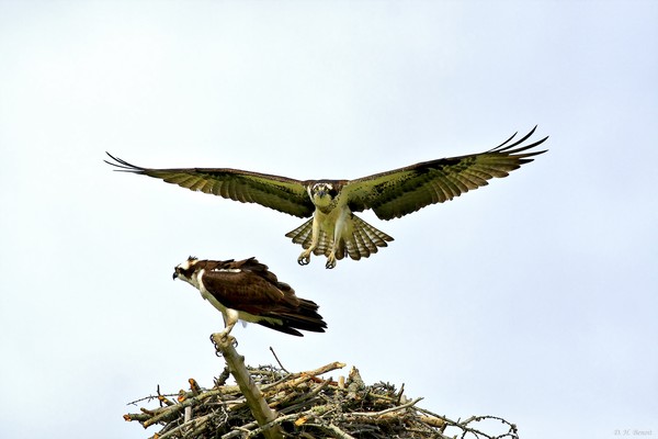 Birds of Prey