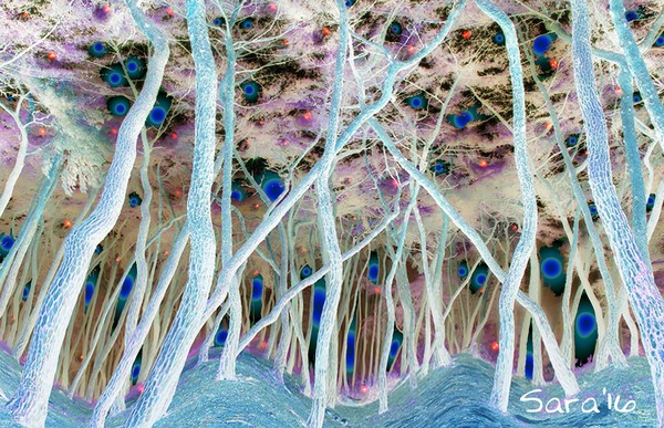 Dreaming Woods