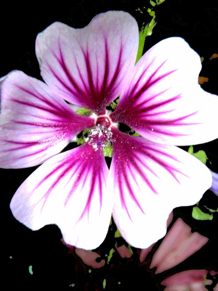 FLOWER 54