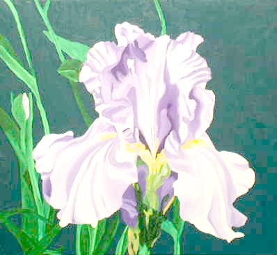 Violet Iris