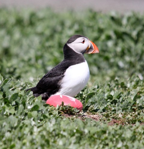 PUFFIN
