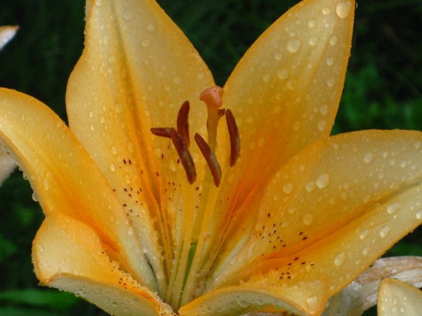 Wet Flower