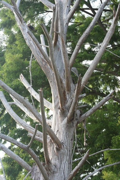 Dead Tree