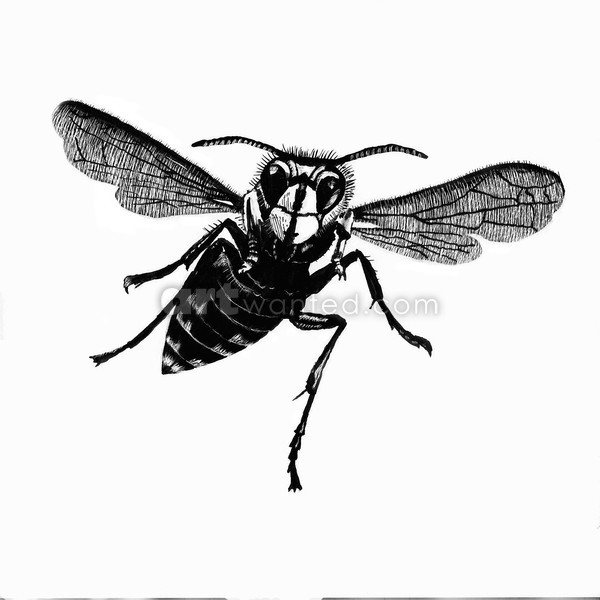 Bald-faced Hornet (dolechovespula maculata)
