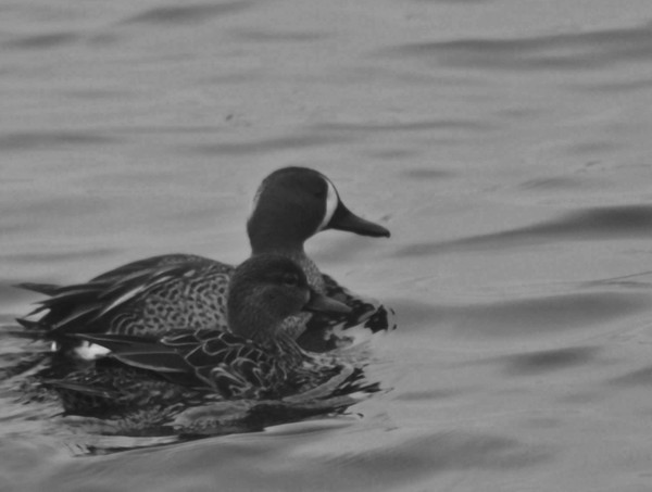 Two Ducks