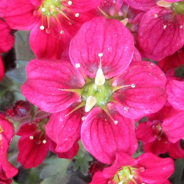 VIVID PINK