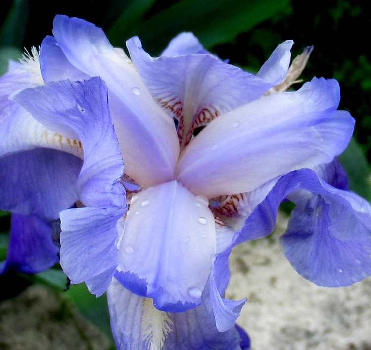 PALE BLUE IRIS