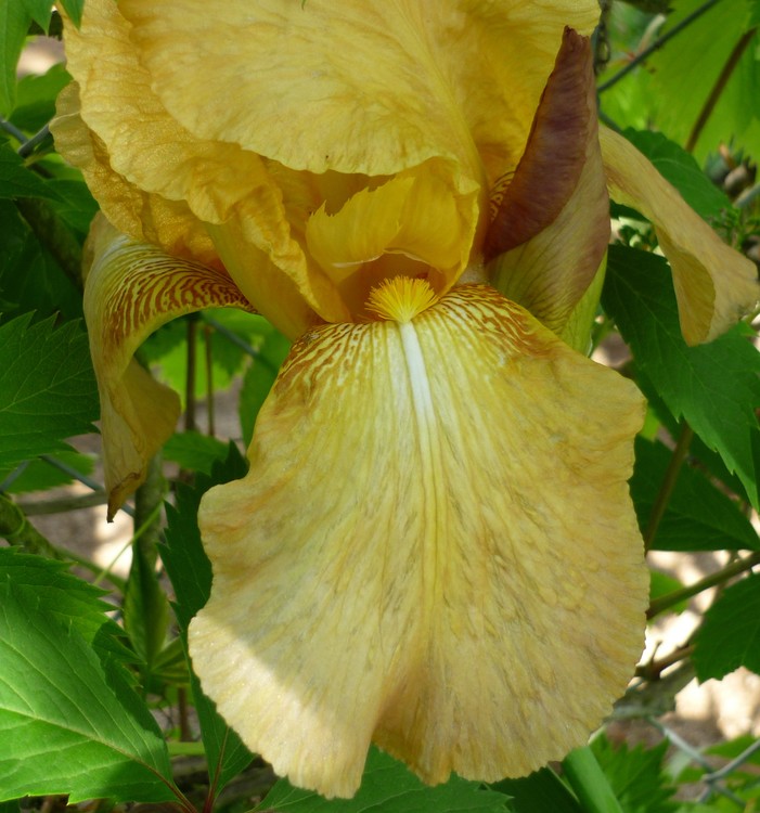 YELLOW IRIS