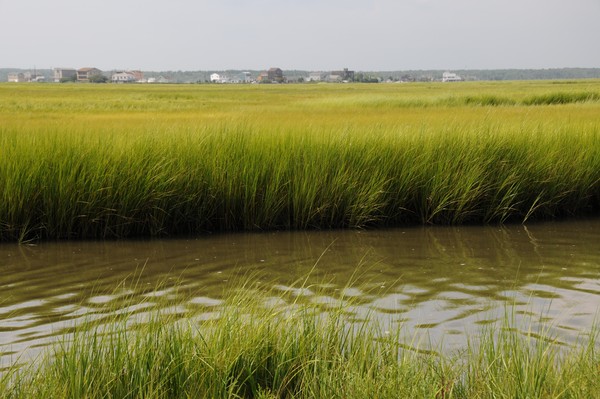 grassy marshes