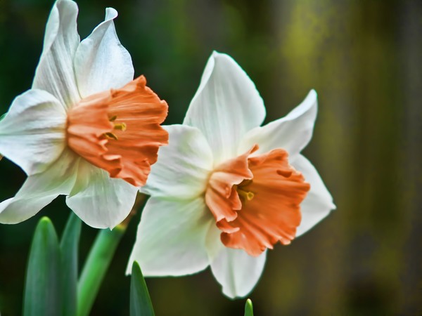 Daffodil
