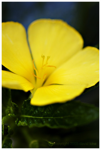 Yellow Blossom