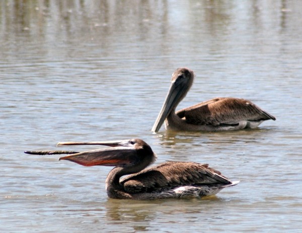 Pelican