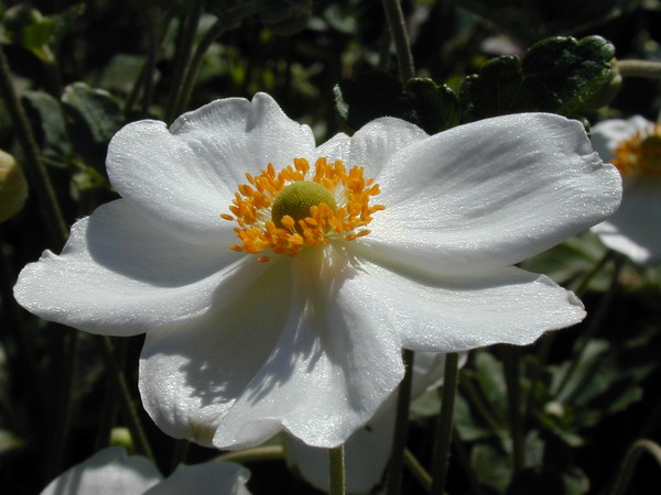 A Delicate Subject