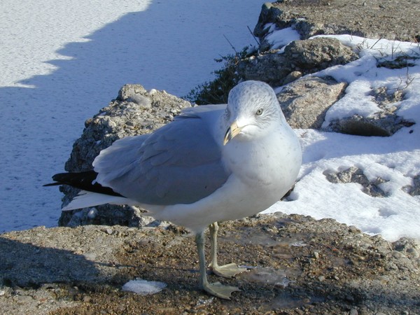 Portrait of a Seagull
