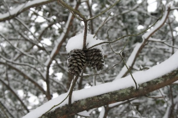 snow pine