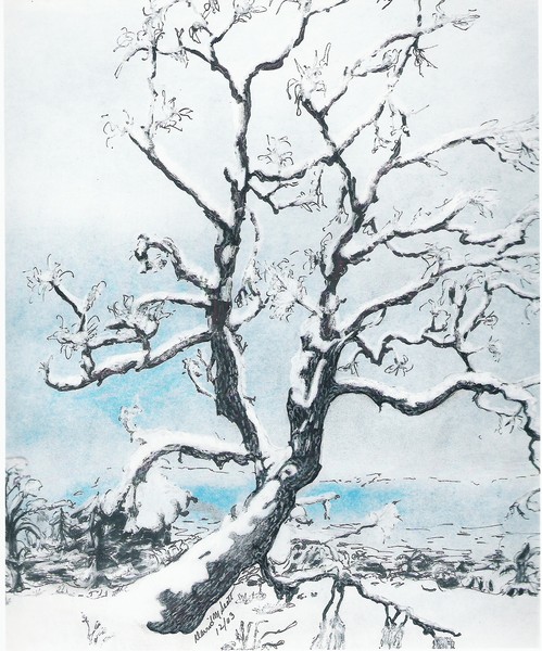 Fresh Fallen Snow on Mountian Oak