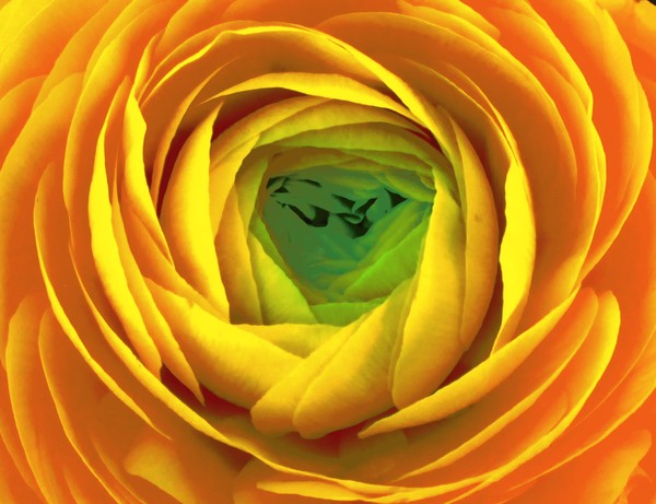 Golden Ranunculus