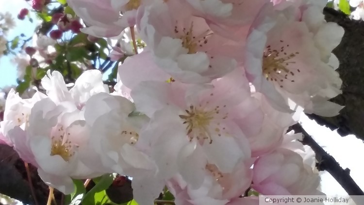 WILD CHEERY, PHOTO