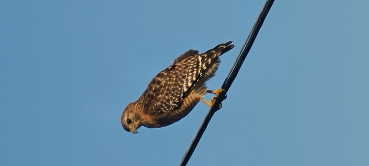 COOPER HAWK