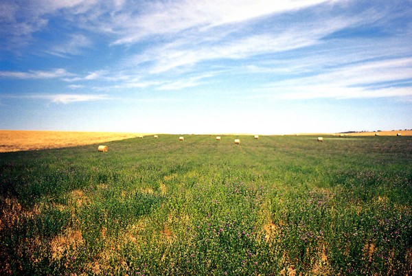 Field of Lucerne